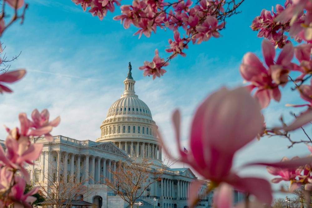 Capitol building at spring blossom magnolia tree, Washington DC. U.S. Capitol exterior photos